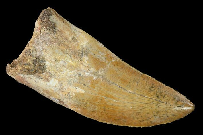 Serrated, Carcharodontosaurus Tooth - Real Dinosaur Tooth #141800